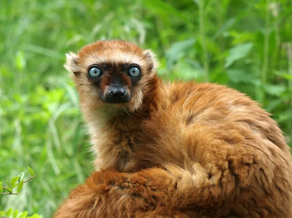 Kobiece niebieskooki Lemur — Zdjęcie stockowe