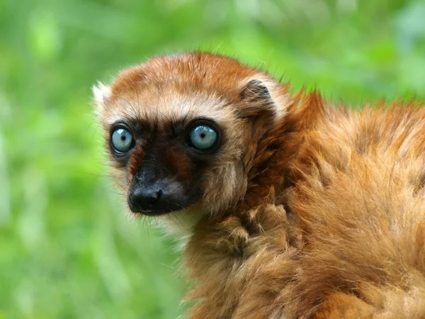 Vrouwelijke Blue Eyed Lemur — Stockfoto