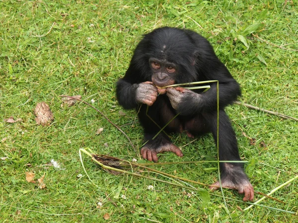 Bonobo jongere eten — Stockfoto