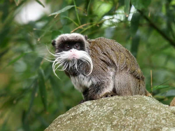 Keizer tamarin op steen — Stockfoto