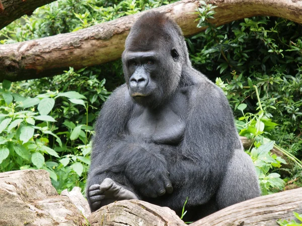 Close up of gorilla in forest — Stock Photo, Image