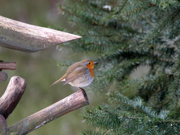 Птица Робин возле мехового дерева — стоковое фото
