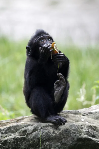 Baby crested macaque — Stock Photo, Image