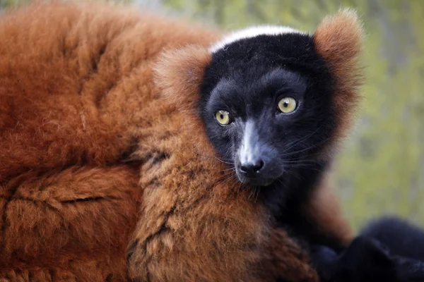 赤い lemur — ストック写真