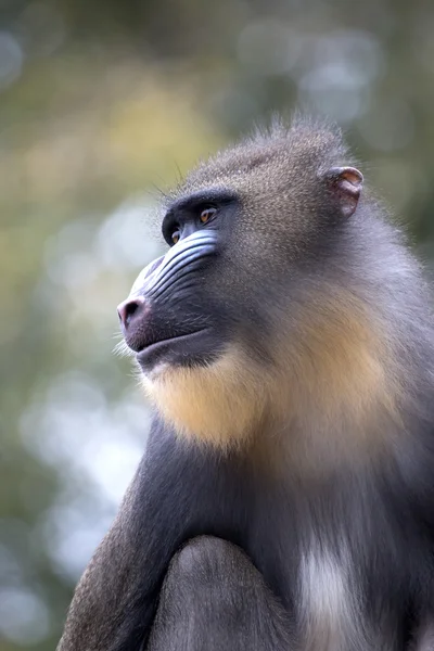 Mandrill'di — Stok fotoğraf