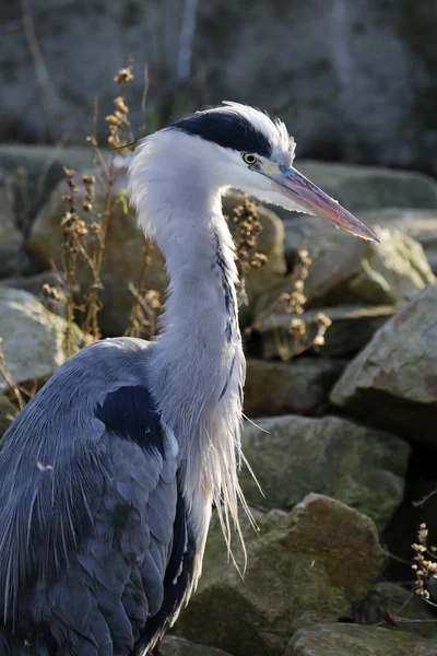 Young Blue Heron — Stock Photo, Image