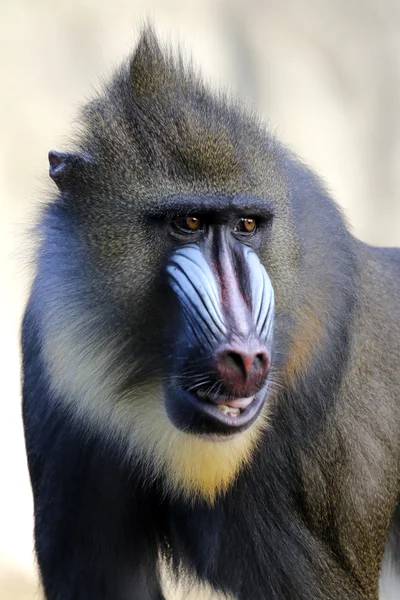 Mandrill'di — Stok fotoğraf