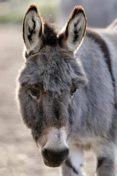 Fechar a cabeça de burro — Fotografia de Stock