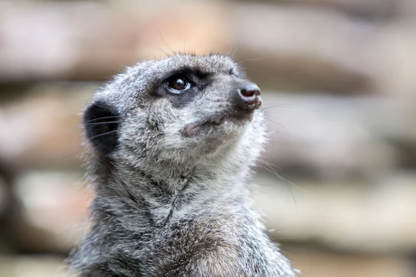 Close up de Meerkat olhando para cima — Fotografia de Stock