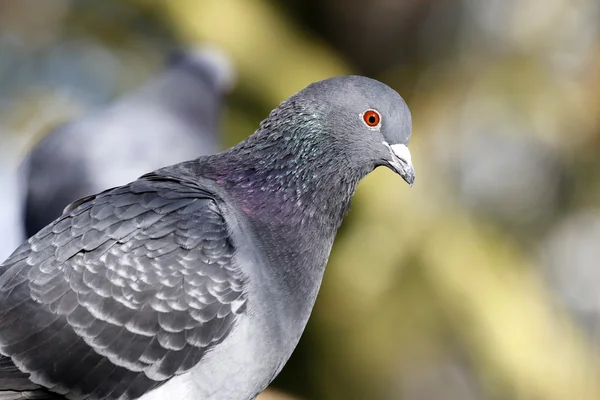 Κλείσιμο Pigeon σε εξωτερικούς χώρους — Φωτογραφία Αρχείου