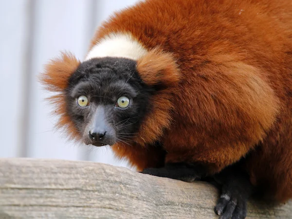 Röd lemur — Stockfoto