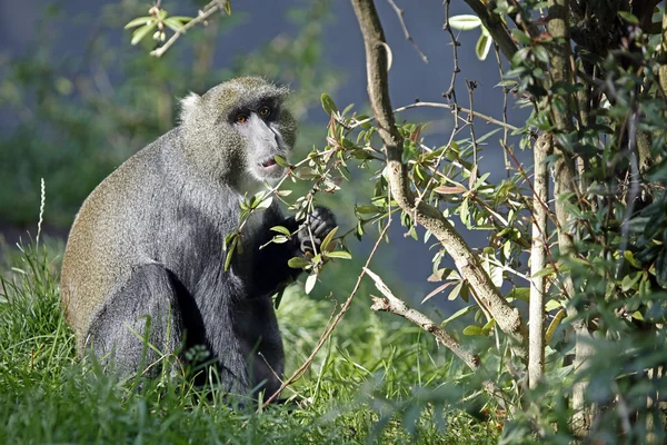 Cercopithecus lhoesti zitten op gras — Stockfoto