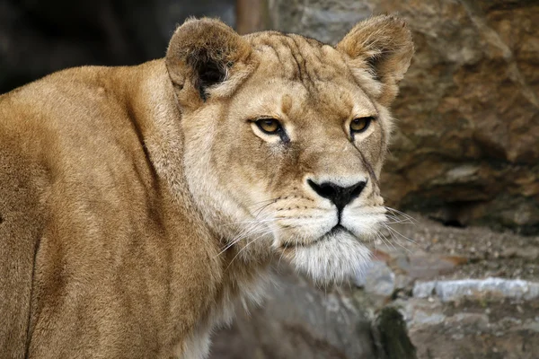 Portrait of a Lioness — Stock Photo, Image