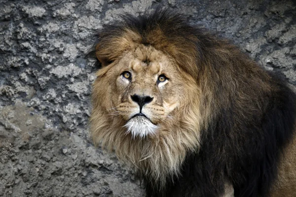 Lion — Stock Photo, Image