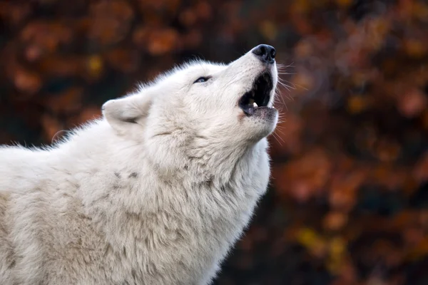 Howling White Wolf — Stock Photo, Image