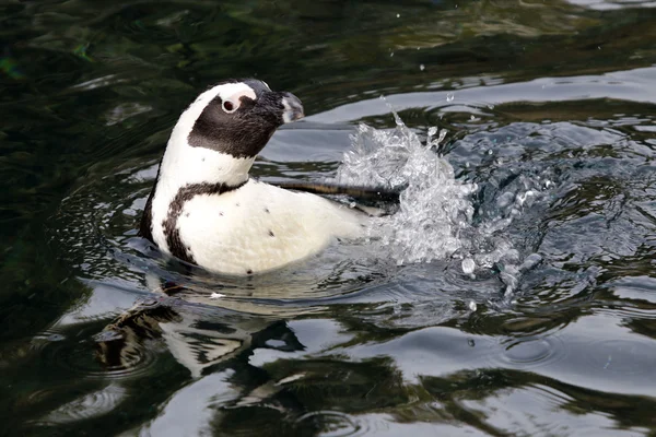 Bliska Penguin w wodzie — Zdjęcie stockowe