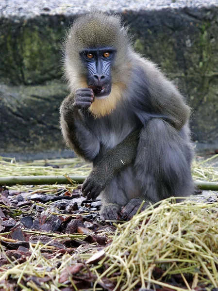 Mandril zitten in de buurt van steen — Stockfoto