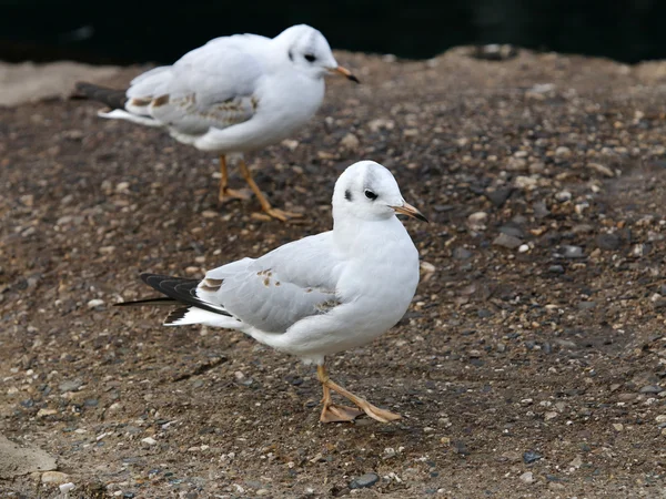 Close up of white Gulls — Stock Photo, Image