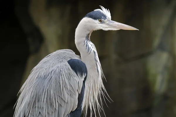 Blue Heron — Stockfoto