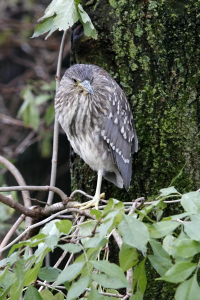 Ung svart-krönt natten Häger — Stockfoto