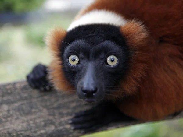 Röd lemur — Stockfoto