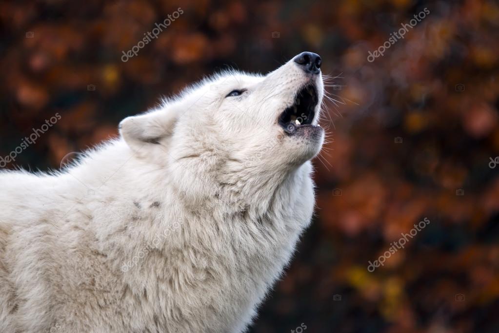 white wolves howling