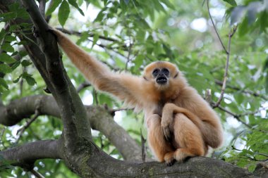 Ağaç üzerinde kadın Gibbon