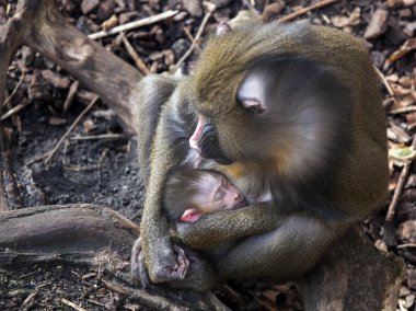Bebek annesiyle Mandrill'di