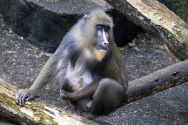 Bebek annesiyle Mandrill'di