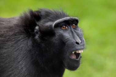 Yeşil tepeli maymun