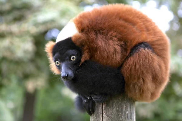 Červený lemur — Stock fotografie