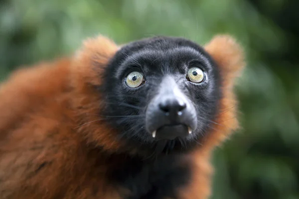 Red Lemur — Stock Photo, Image