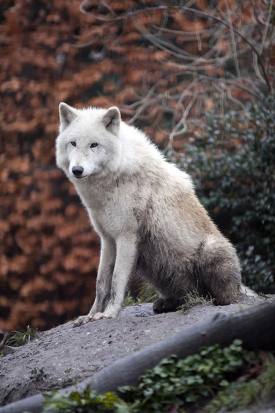 Lobo blanco —  Fotos de Stock