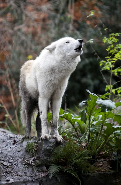 Lobo blanco aullando — Foto de Stock