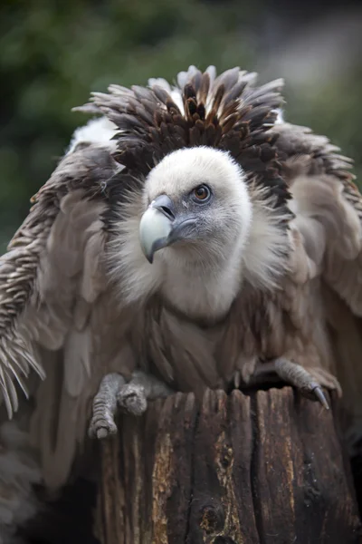 Vulture — Stock Photo, Image