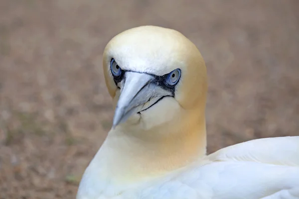 Gannet — Stock fotografie