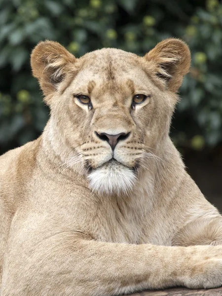 Lioness — Stock Photo, Image