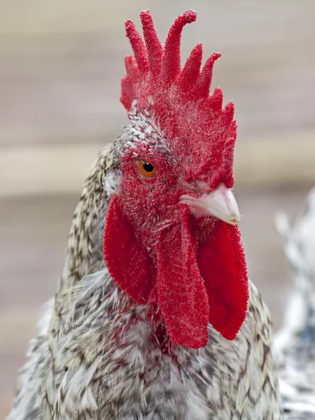 Rooster — Stock Photo, Image