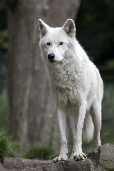 Weißer Hudson-Bay-Wolf — Stockfoto