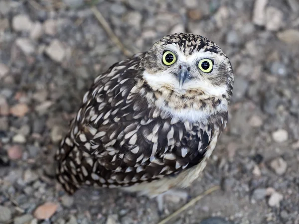 Desert owl — Stock Photo, Image