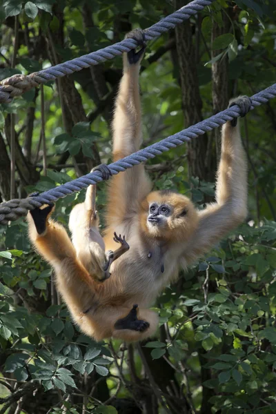 Gibbon Mutter mit Baby — Stockfoto