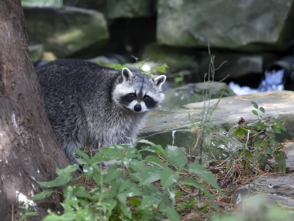 Waschbär — Stockfoto