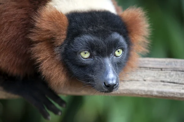 Červený lemur — Stock fotografie