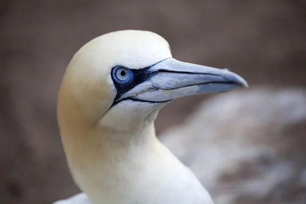 Gannet — Stok fotoğraf