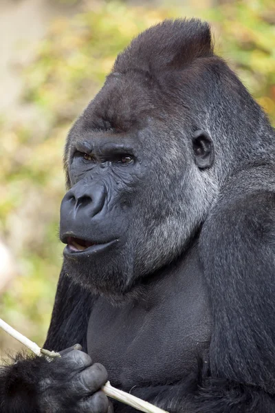 Silverback горили — стокове фото
