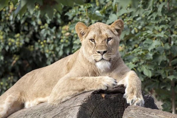 Lioness — Stock Photo, Image