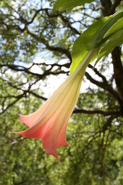 Nahaufnahme von rosa Datura — Stockfoto