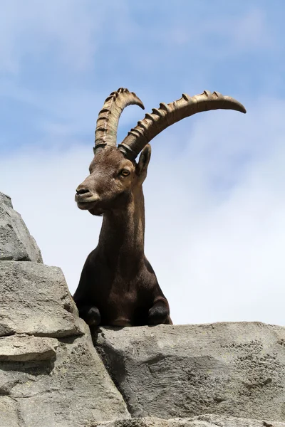 Ibex alpejski — Zdjęcie stockowe