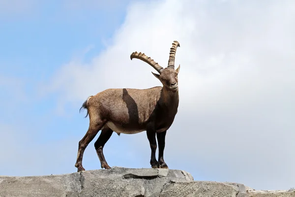 Alpine Ibex — Stock Photo, Image