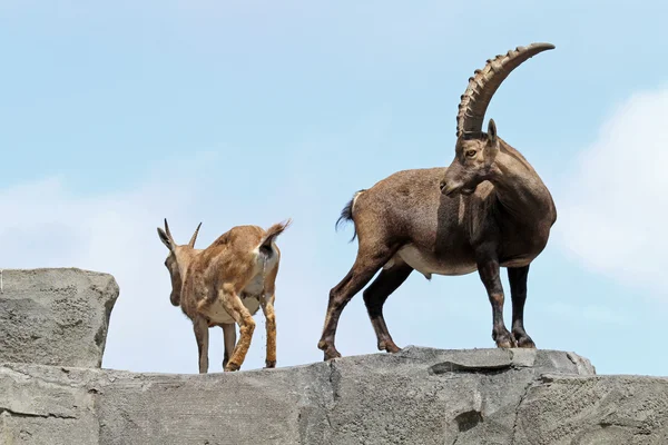 Male and female Alpine ibex — Stock Photo, Image